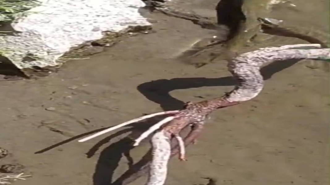 Batman'da ortaya çıkan yaratık dev avını tek hamlede götürdü! Uzmanlar bile bunu açıklayamıyor. Artık kontrol etmek imkansız 3